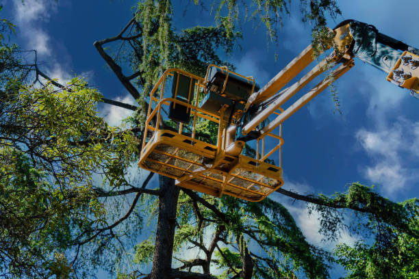 Reliable Piney Mountain, VA Tree Removal and Landscaping Services Solutions